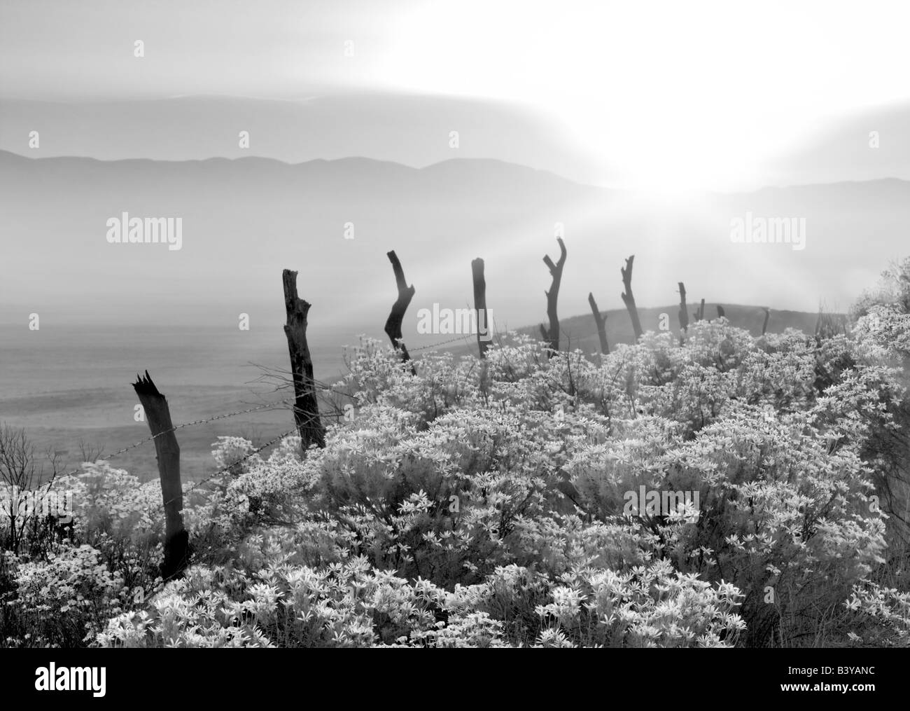 Vieille clôture et de l'intérieur Ericamaenia Bush or linearifolia Carrizo Plain Californie Banque D'Images