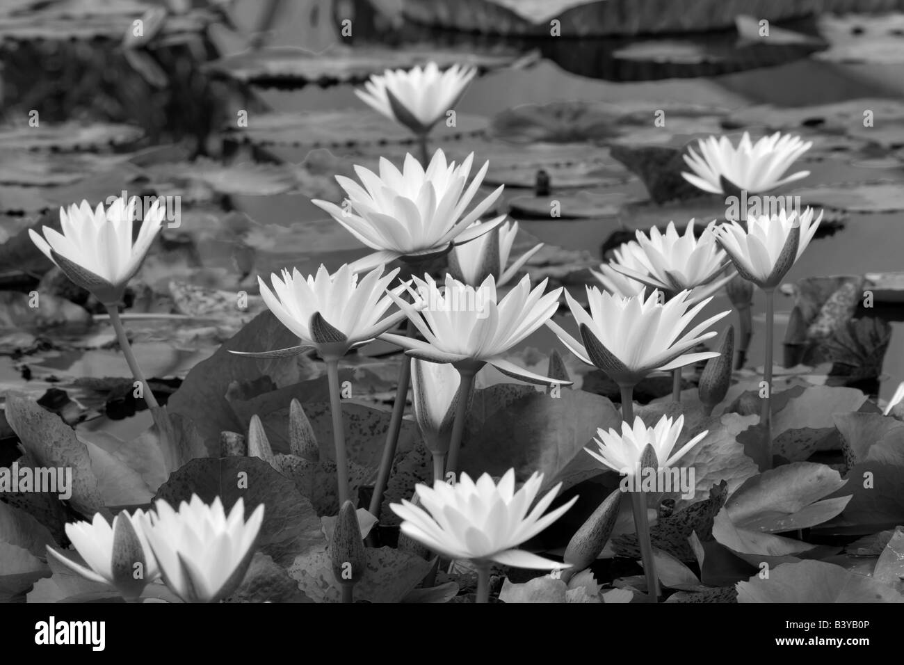 Innocense blanc nénuphar tropical Hughes Water Gardens Florida Banque D'Images