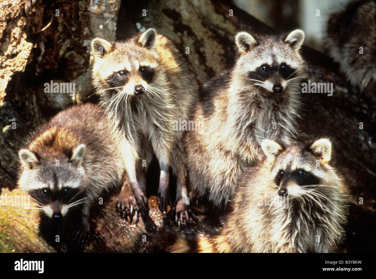 USA, Floride, Silver Springs. Portrait de famille de ratons laveurs. Banque D'Images