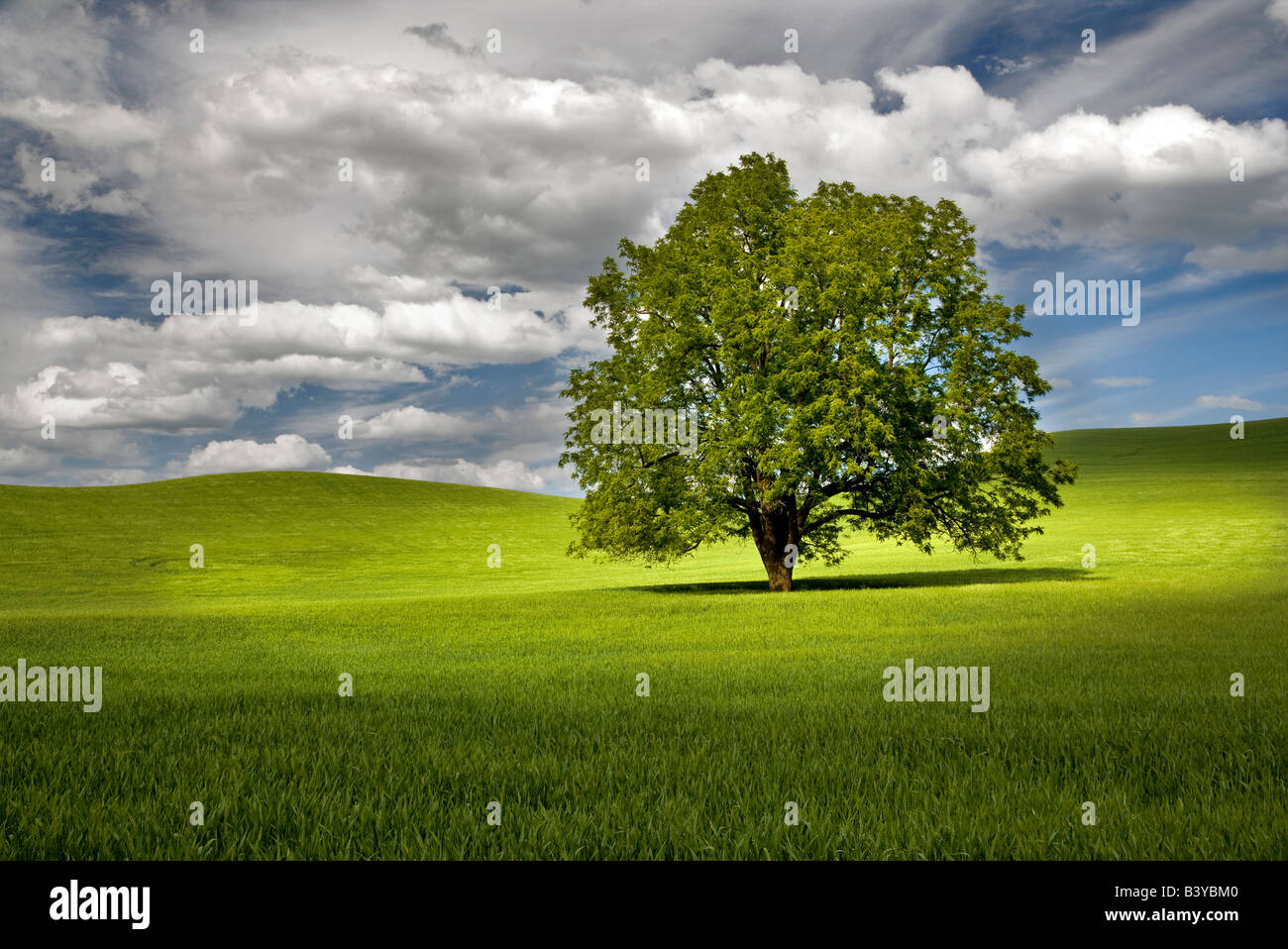 Arbre isolé en champ de blé. La Palouse, Washington Banque D'Images