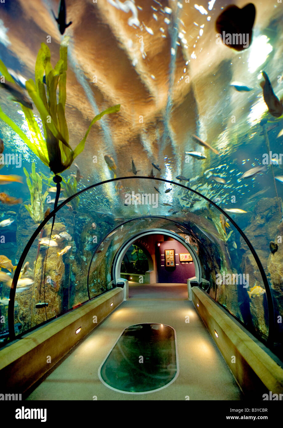 Sea life aquarium Oregon Coast Aquarium Newport Oregon Banque D'Images