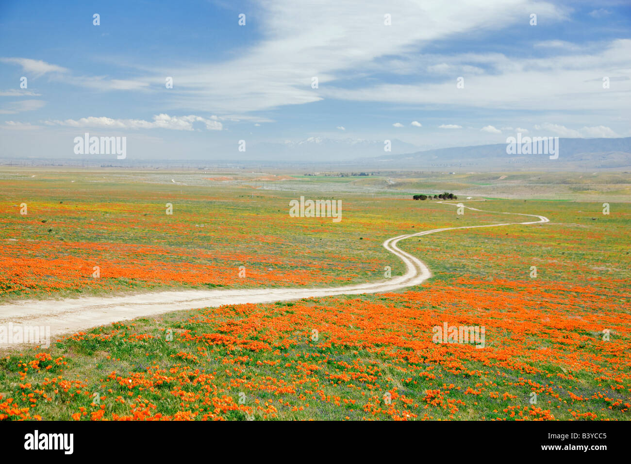 Route avec des coquelicots de Californie Antelope Valley California Poppy préserver Banque D'Images