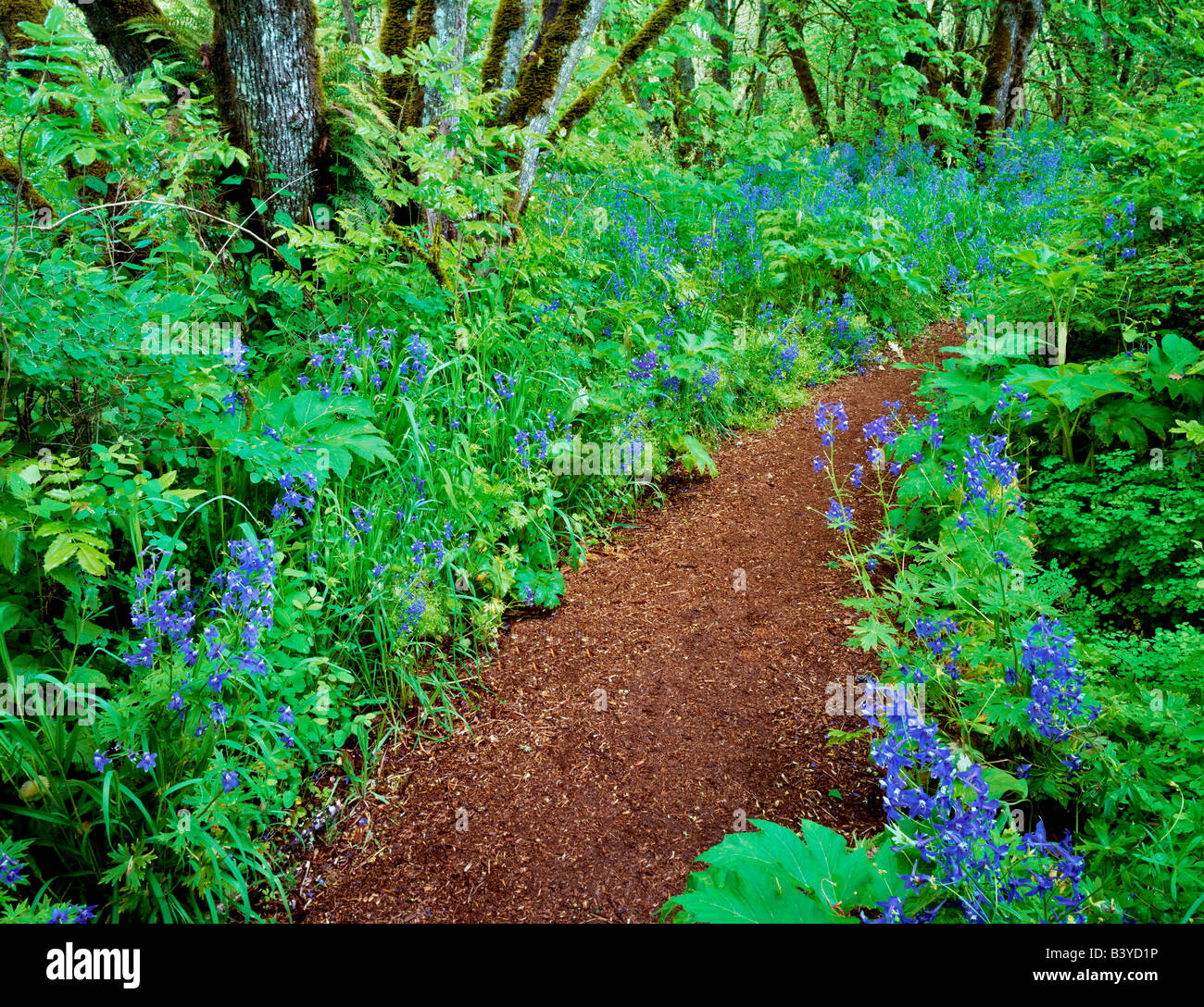 En chemin Mount Pisgah Arboretum avec fleurs bleu Delphinium trolliifolium Oregon Banque D'Images