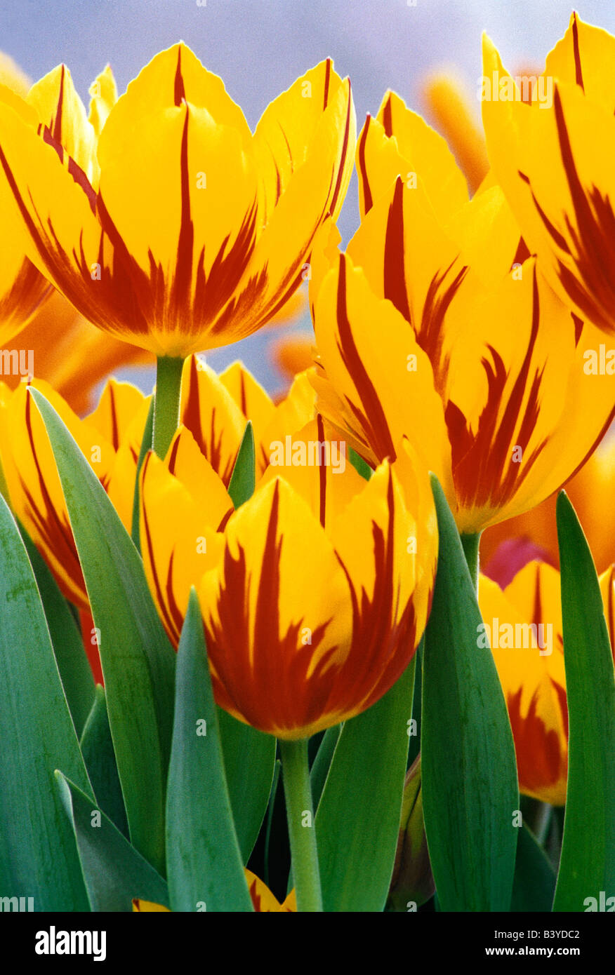 USA, Indiana, Indianapolis. Vibrant jaune et rouge printemps tulipe à Garfield Park. Banque D'Images