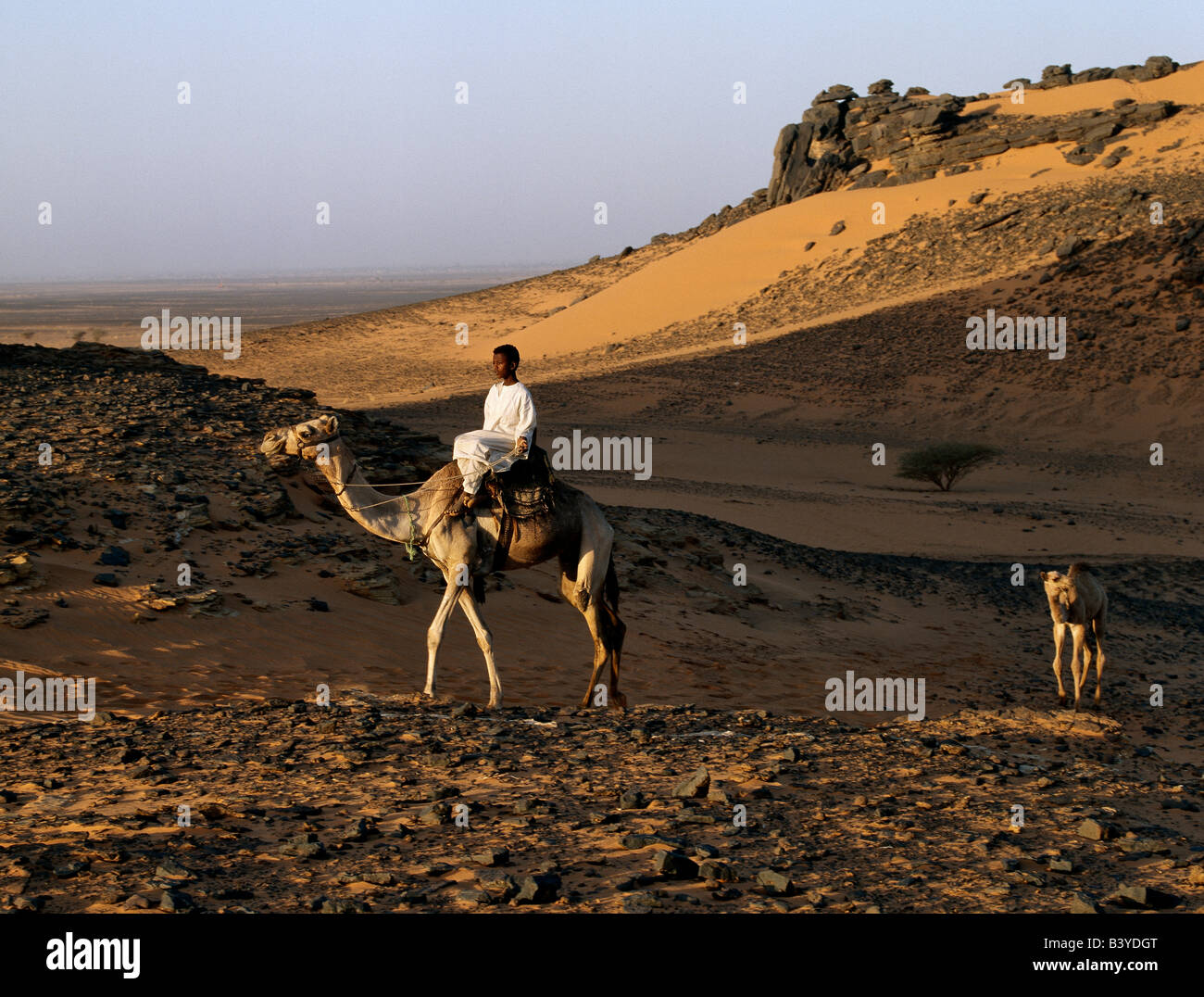 Soudan, Méroé. En fin d'après-midi, lumière, un chameau rider traverse un désert près de l'ancienne pyramides de Méroé, à l'Est du Nil. Banque D'Images