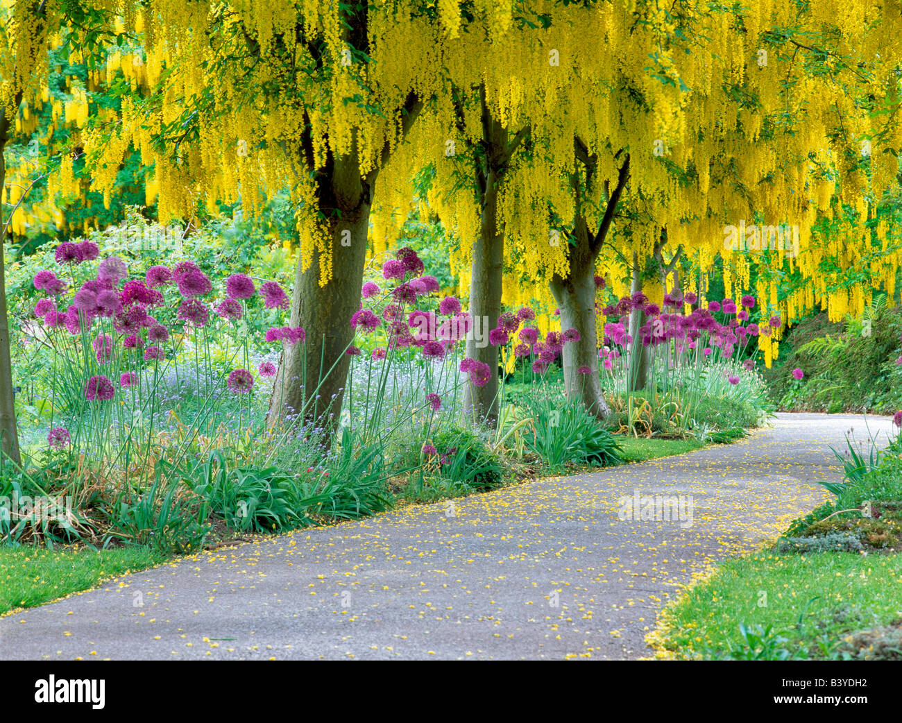 Goldenchain Laburnum watereri arbre à fleurs et Jardin botanique VanDusen oignon Vancouver BC Banque D'Images