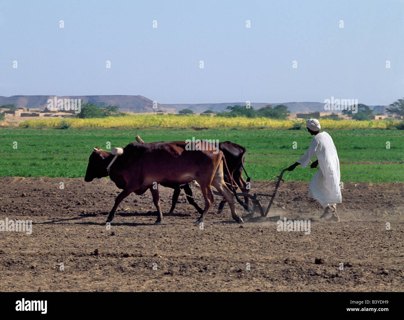 Soudan, Alibeda. Un homme laboure ses champs avec des boeufs. Situé à proximité du Nil, ses terres sont irriguées par une série de Banque D'Images