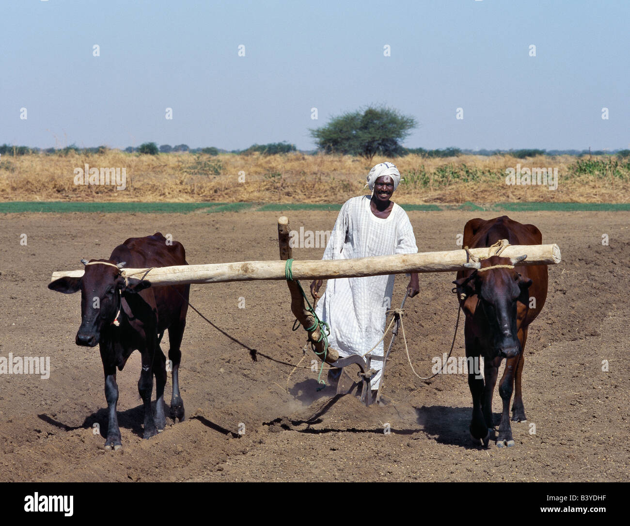 Soudan, Alibeda. Un homme laboure ses champs avec des boeufs. Situé à proximité du Nil, ses terres sont irriguées par une série de Banque D'Images