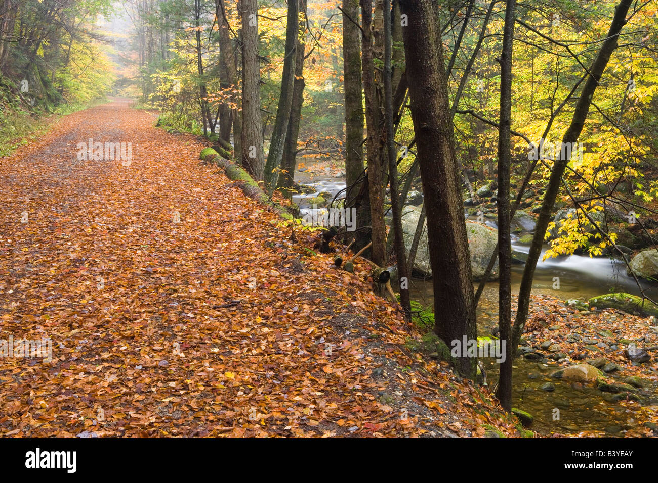 Sanderson Brook. Chester-Blanford State Forest. Affluent de la rivière Connecticut. Chester, Massachusetts. Banque D'Images