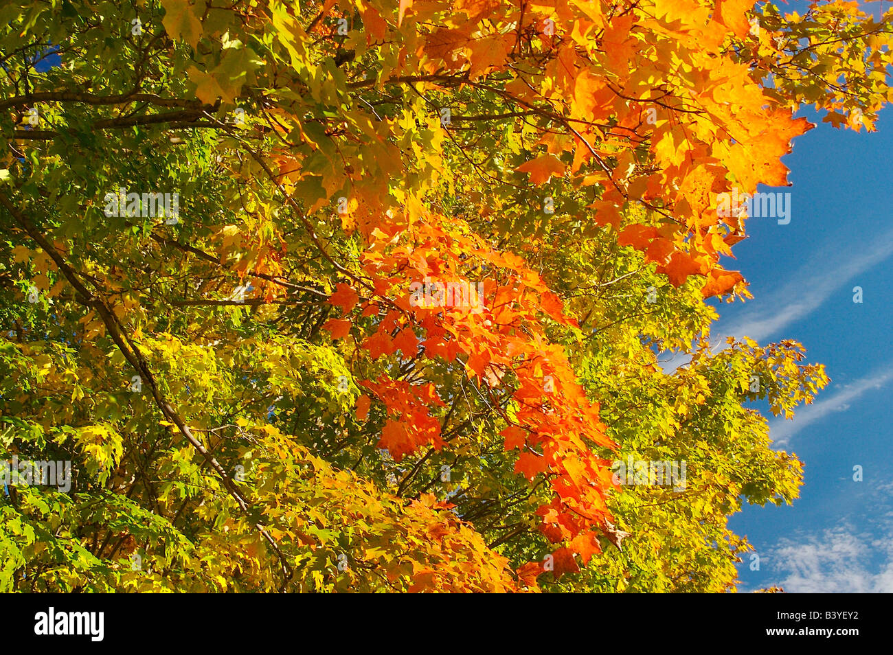 Amérique du Nord, USA, Massachusetts, Shelburne. Feuillage d'automne lumineux contre le ciel bleu. Banque D'Images