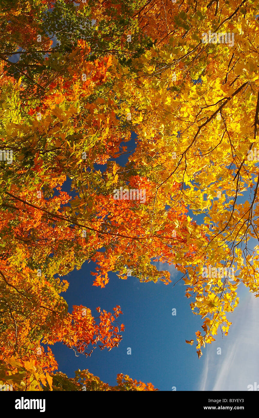 Amérique du Nord, USA, Massachusetts, Shelburne. Feuillage d'automne lumineux contre le ciel bleu. Banque D'Images