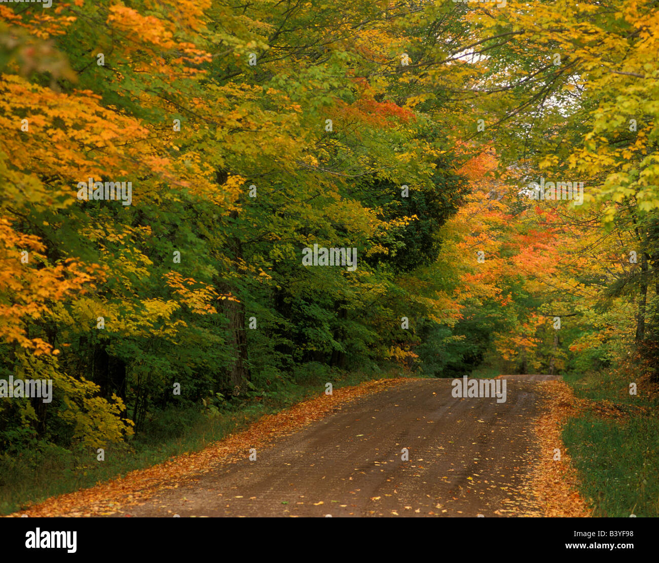USA, Minnesota, Superior National Forest, couleurs d'automne Banque D'Images