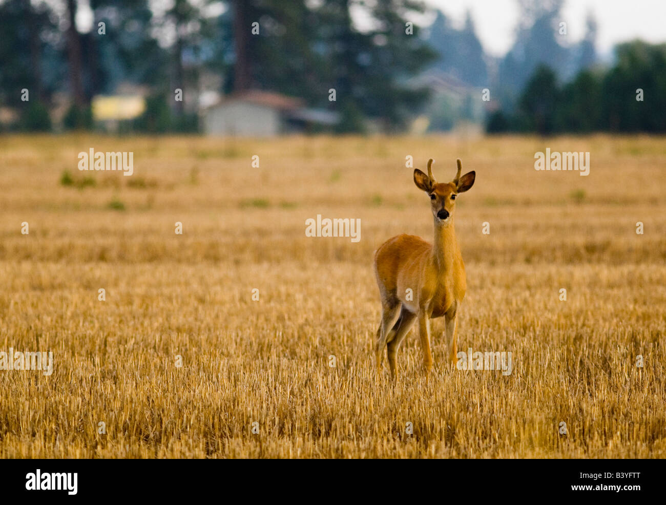 Buck de cerfs dans les chaumes de blé près de Creston Montana Banque D'Images