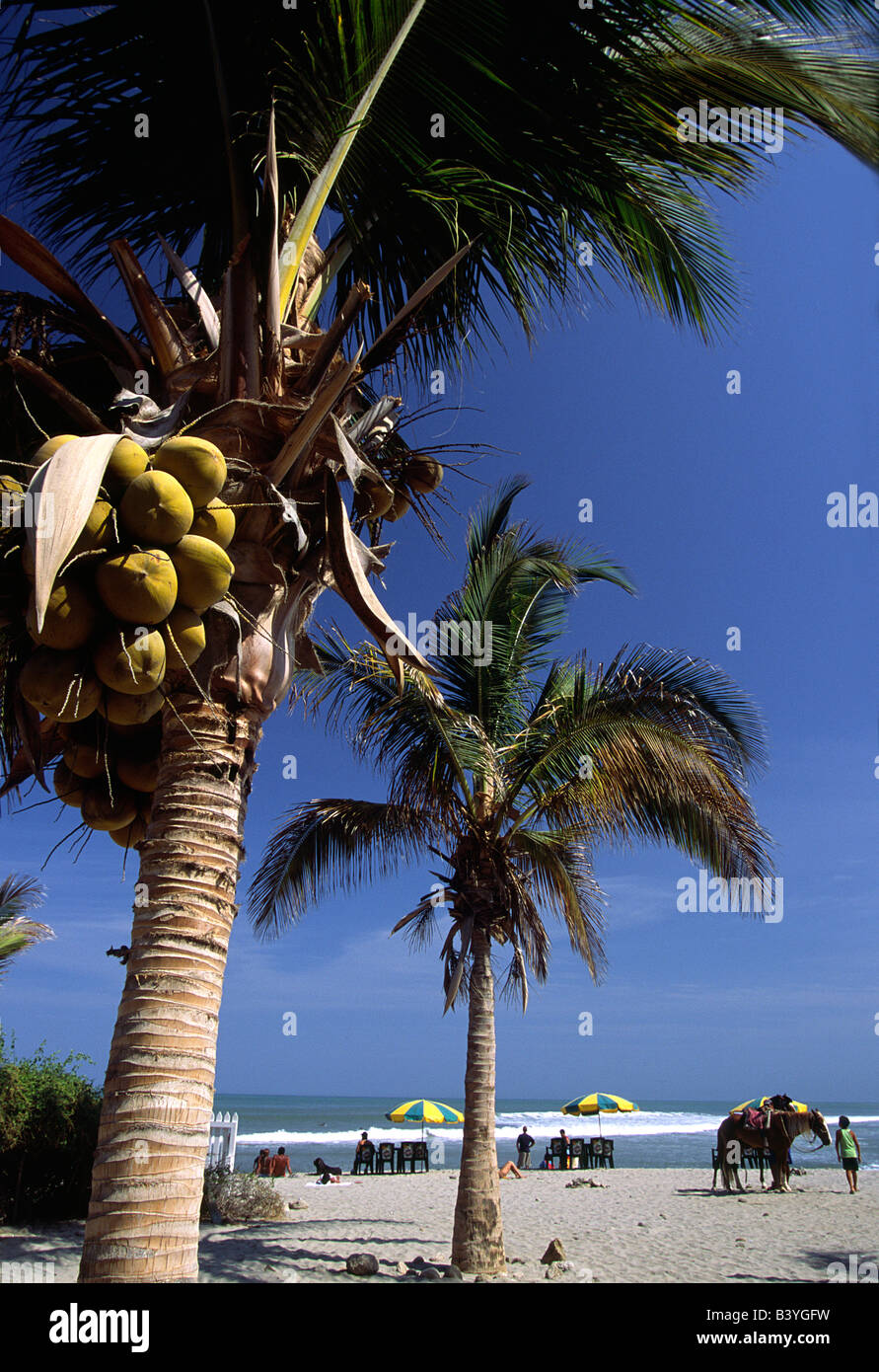 Avec une belle plage de sable et une atmosphère détendue, le village de pêcheurs de Mancora dans le nord du Pérou est devenue très populaire pour échapper aux vacanciers péruvienne. Banque D'Images