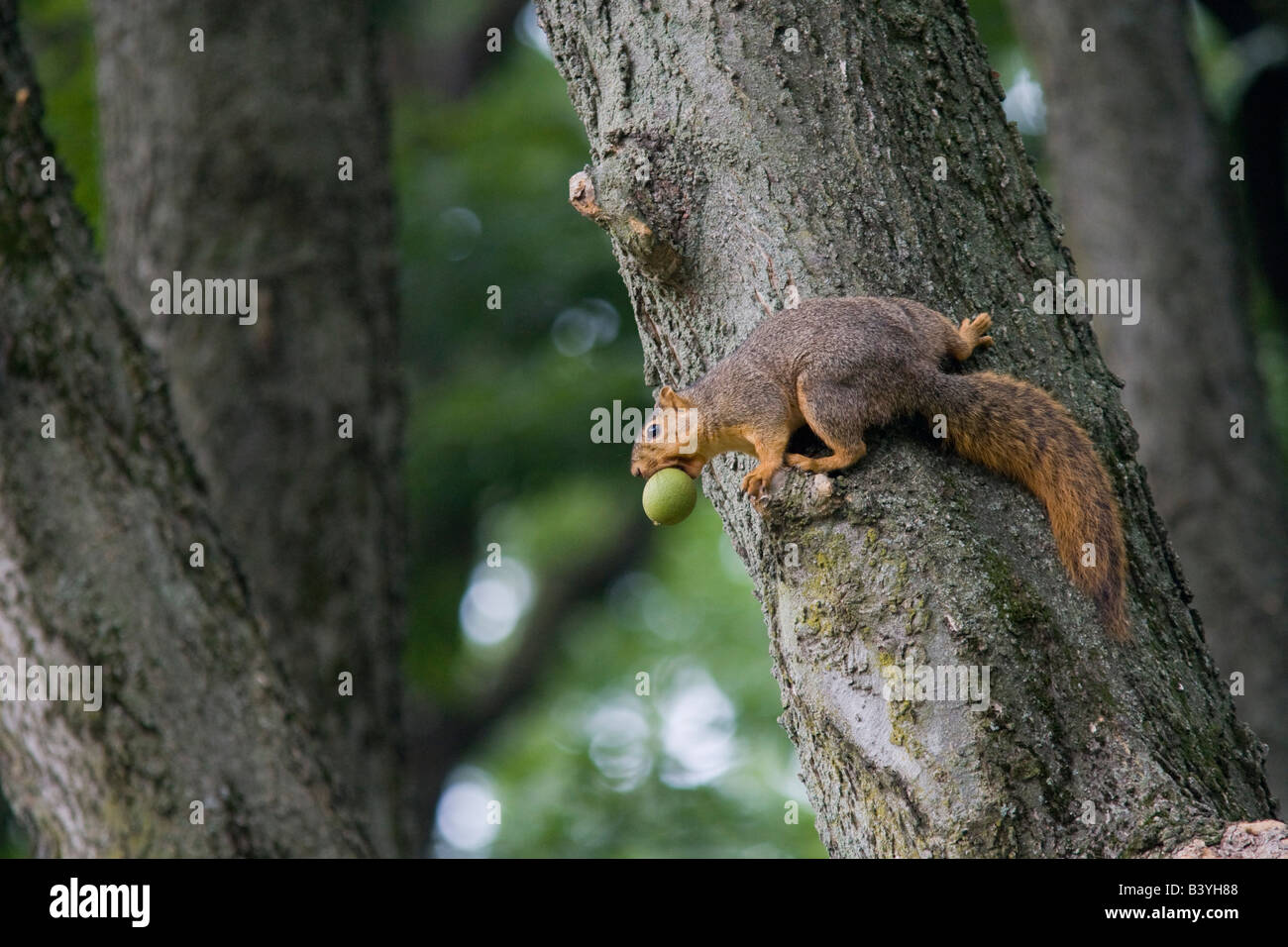 Fox squirrel noyer avec mépris en Ohio Banque D'Images