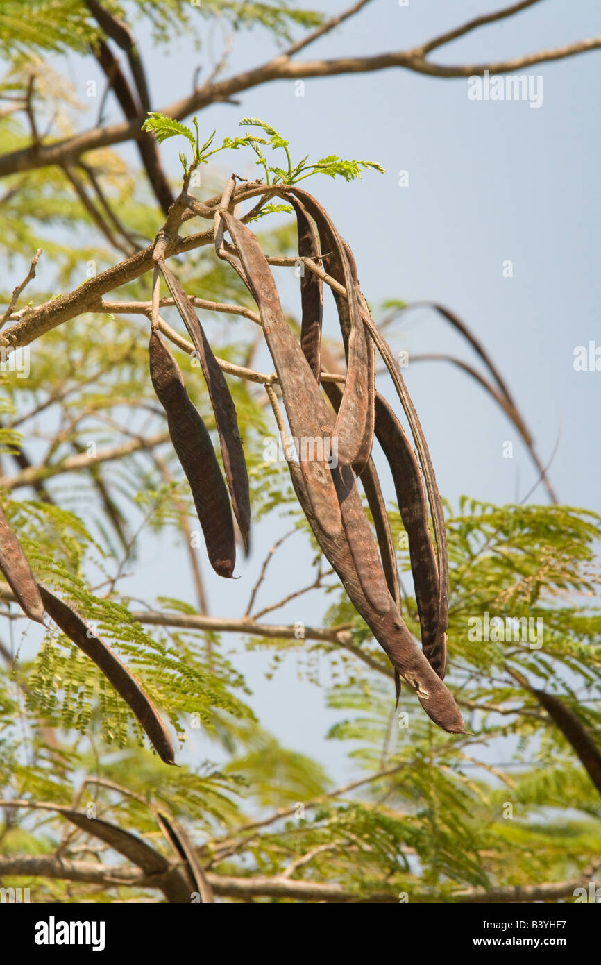 Les gousses de l'arbre flamboyant , Royal Poinciana tree Delonix regia, Kafuie, Zambie, Afrique. Banque D'Images