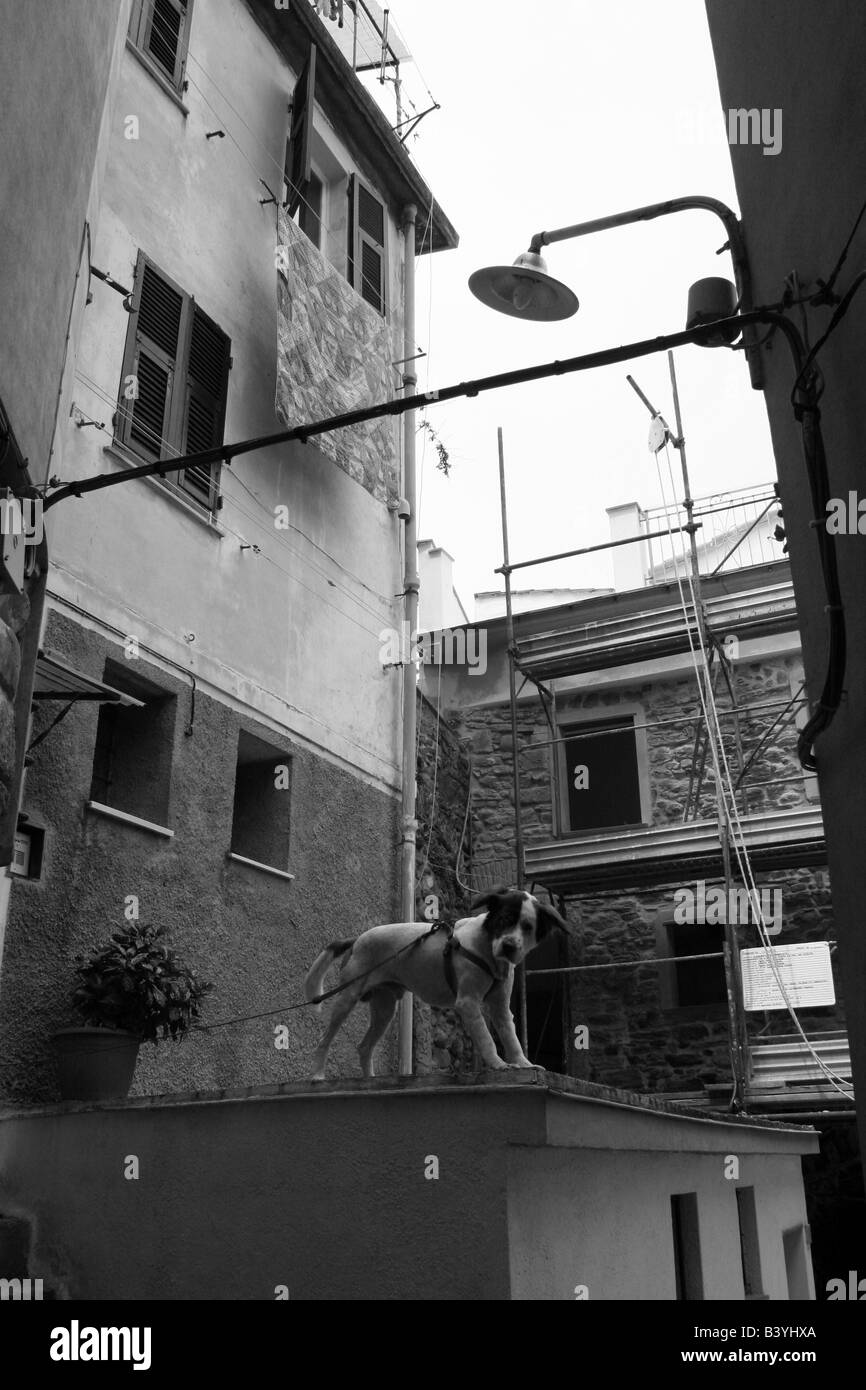 Chien en laisse dans un allié à l'extérieur d'une maison en terre Vernazzo Cincque Italie Banque D'Images