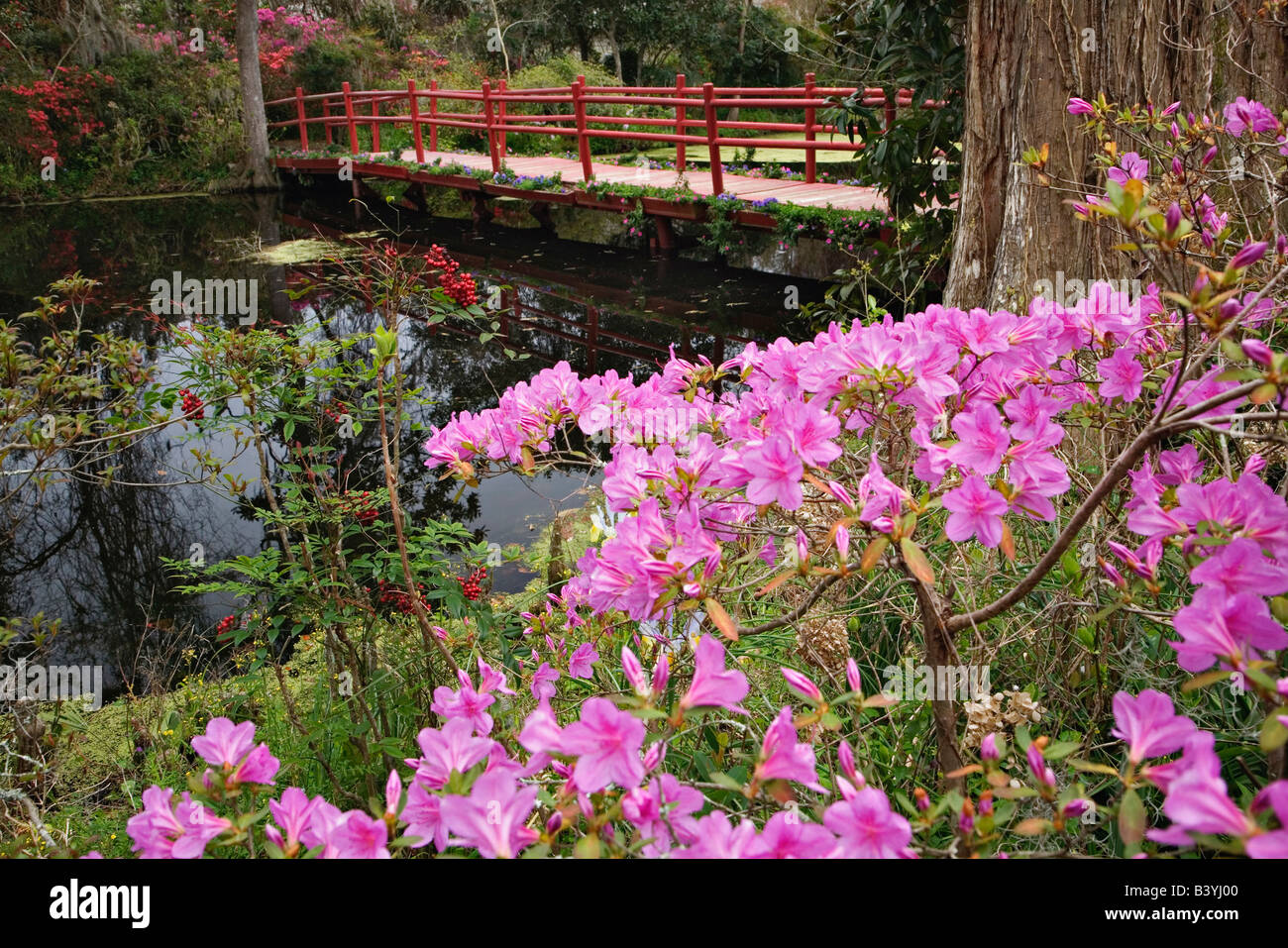 Azalée en fleurs et du pont, Magnolia Plantation, Charleston, Caroline du Sud Banque D'Images