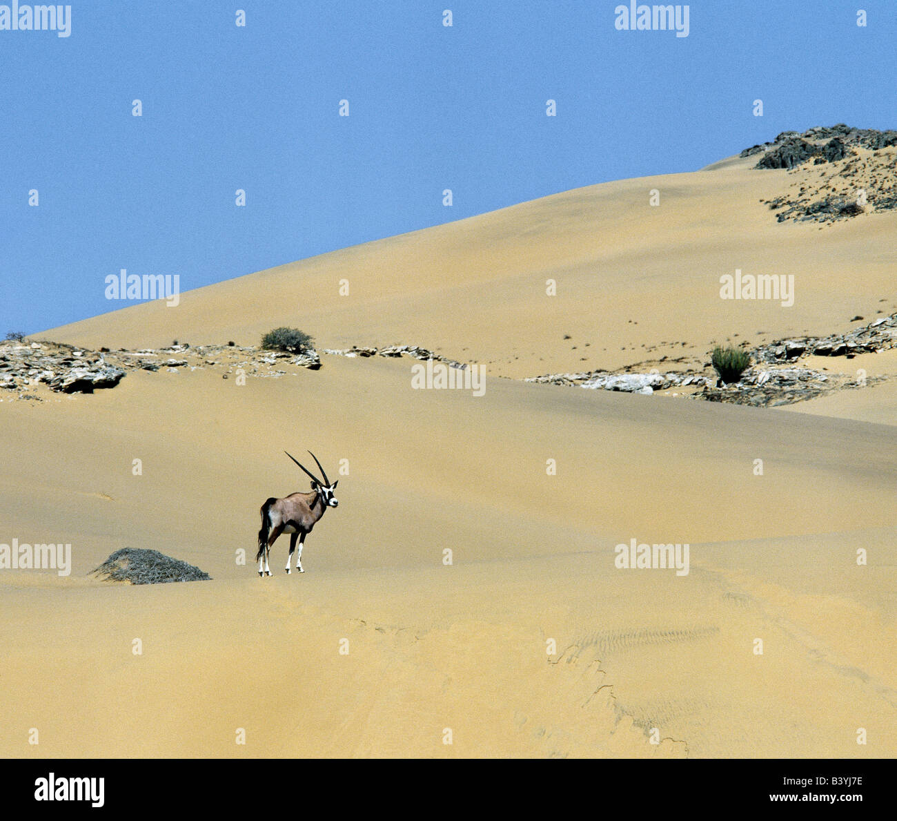 La Namibie, Côte des Squelettes, de la rivière Hoarusib. Un sud de l'oryx, ou Gemsbok, s'arrête sur les dunes de sable s'élevant de la rivière Hoarusib saisonniers en Namibie Skeleton Coast Park's remote.Cette antilope à col épais avec de longues cornes droites, est une espèce de désert et va survivre pendant de longues périodes dans des endroits secs en léchant l'humidité de plantes et arbustes déposés par la mer de brouillard ou brouillard, qui roulent à l'intérieur des terres sur une brise de mer du sud-ouest de l'océan Atlantique. Banque D'Images