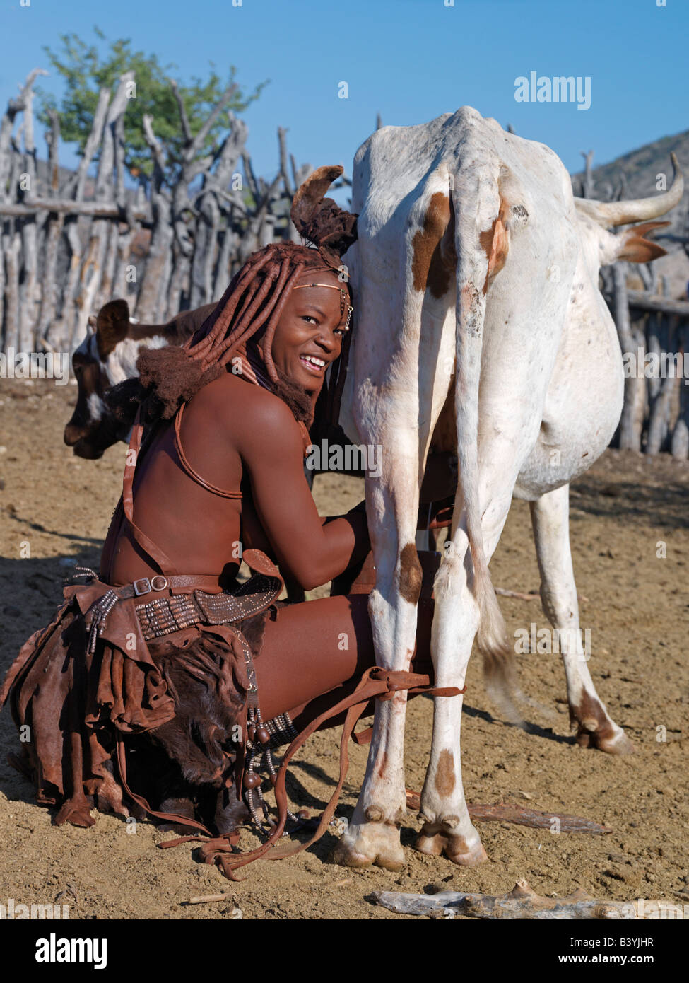 La Namibie, Kaokoland. Une femme Himba milks une vache dans le boîtier stock près de chez elle. Les contenants de lait traditionnel fabriqué à partir de ho Banque D'Images