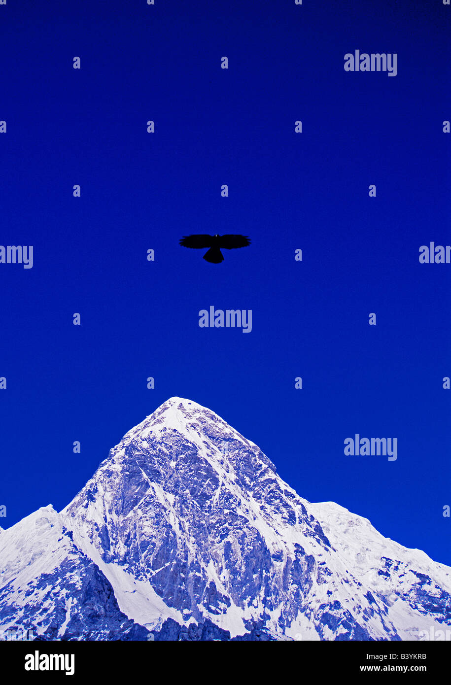 Le Népal, Solo-Khumbu, Kala Patthar. Un Crave à bec jaune (Pyrrhocorax graculus) s'élève à près de Kala Patthar, avec Pumori (7161m) dans Banque D'Images Le Népal, Solo-Khumbu, Kala Patthar. Un Crave à bec jaune (Pyrrhocorax graculus) s'élève à près de Kala Patthar, avec Pumori (7161m) dans Banque D'Images