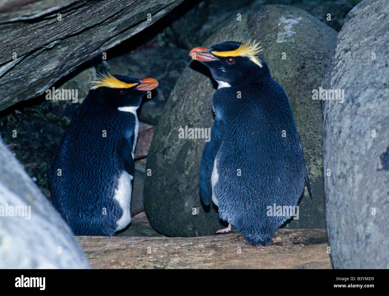 Nouvelle Zélande, île du Sud, Côte Ouest. Fjordland pingouins à crête (Eudyptas pachyrhynchus) (nom local : Tawaki) Banque D'Images