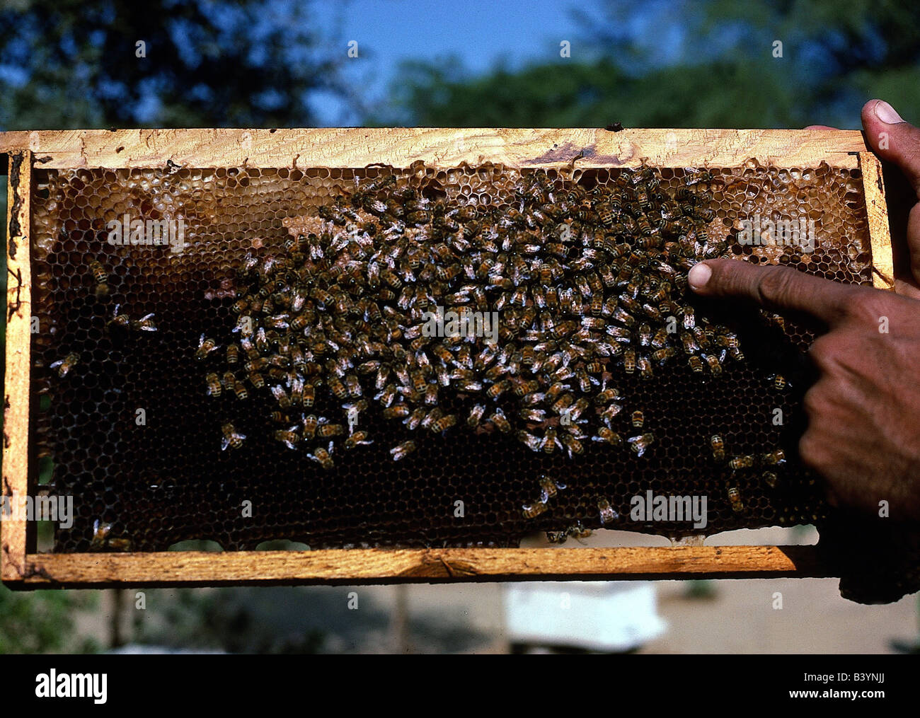 Zoologie / animaux, d'insectes, d'abeilles, dans l'ouest de l'abeille, Apis mellifera (abeille), race, châssis portable avec des peignes, l'Inde, Punjab, distr Banque D'Images