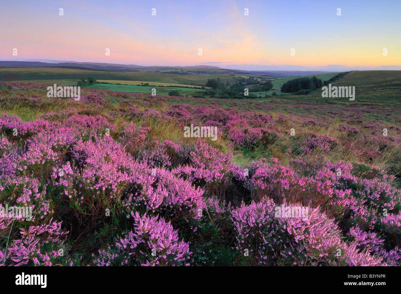 Heather sauvage en pleine floraison au lever du soleil sur le parc national du Dartmoor dans le sud du Devon en Angleterre Banque D'Images