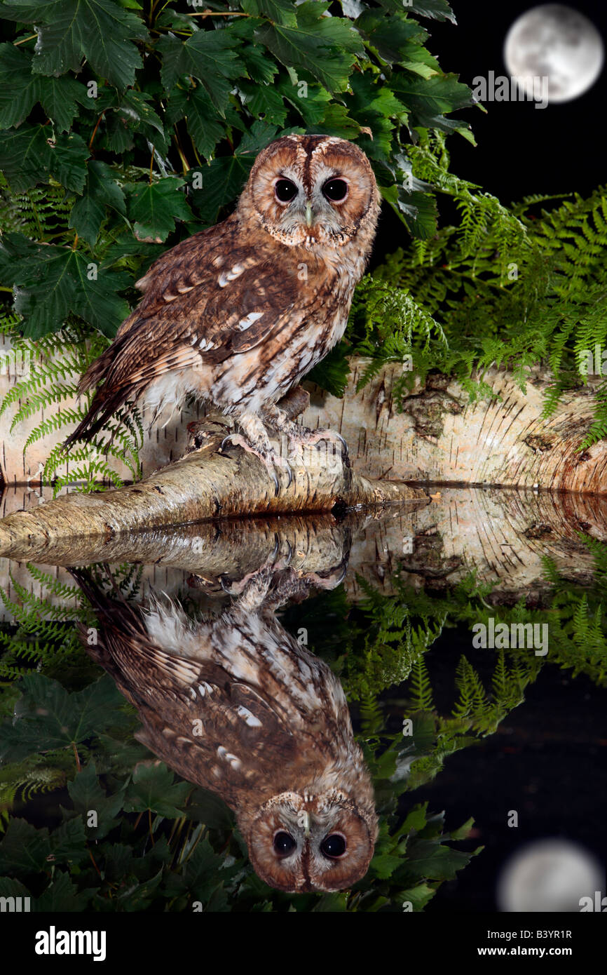 Chouette hulotte Strix Aluco enr. Perché sur le bouleau verruqueux se connecter avec reflet dans l'eau avec lune Bedfordshire Potton Banque D'Images