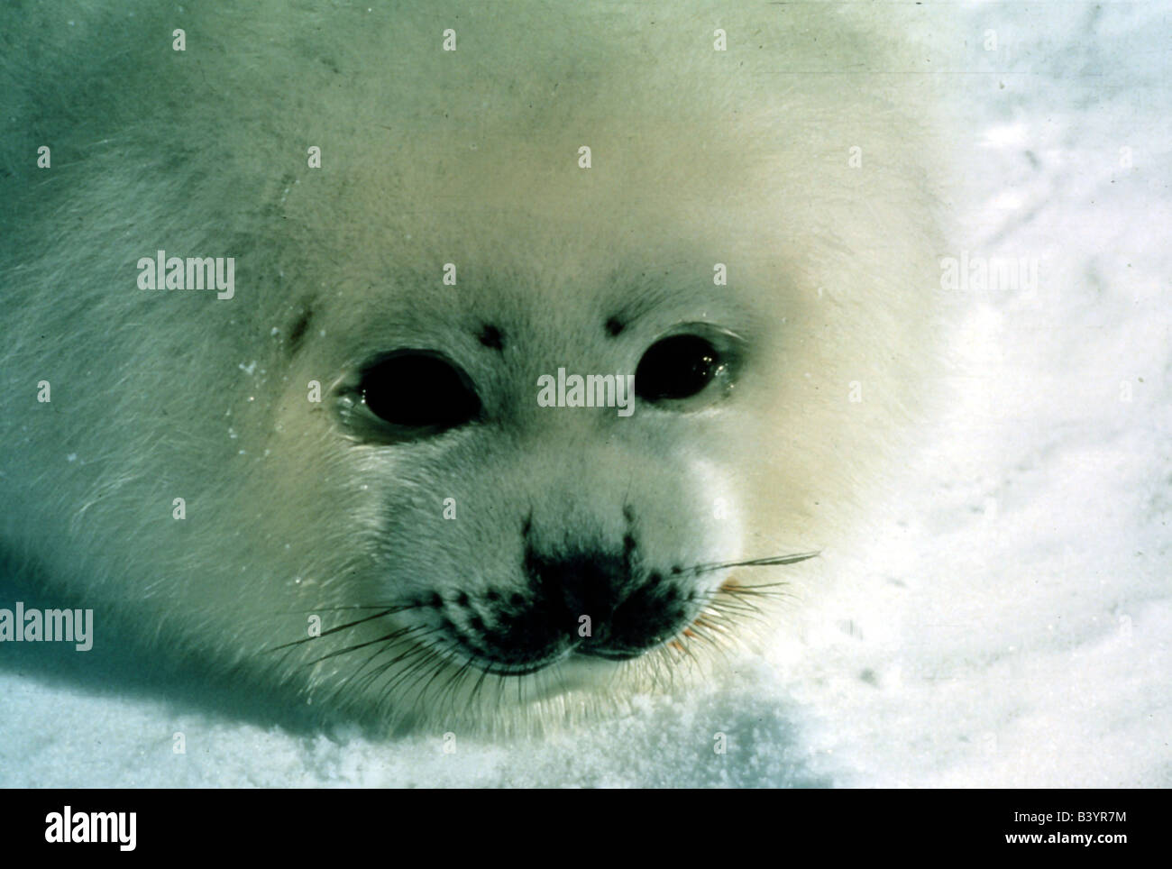Zoologie / animaux, Mammifères Mammifères /, les phoques, le phoque du Groenland (Pagophilus groenlandicus), trois bébé phoque, sur la neige, la distribution : Nort Banque D'Images