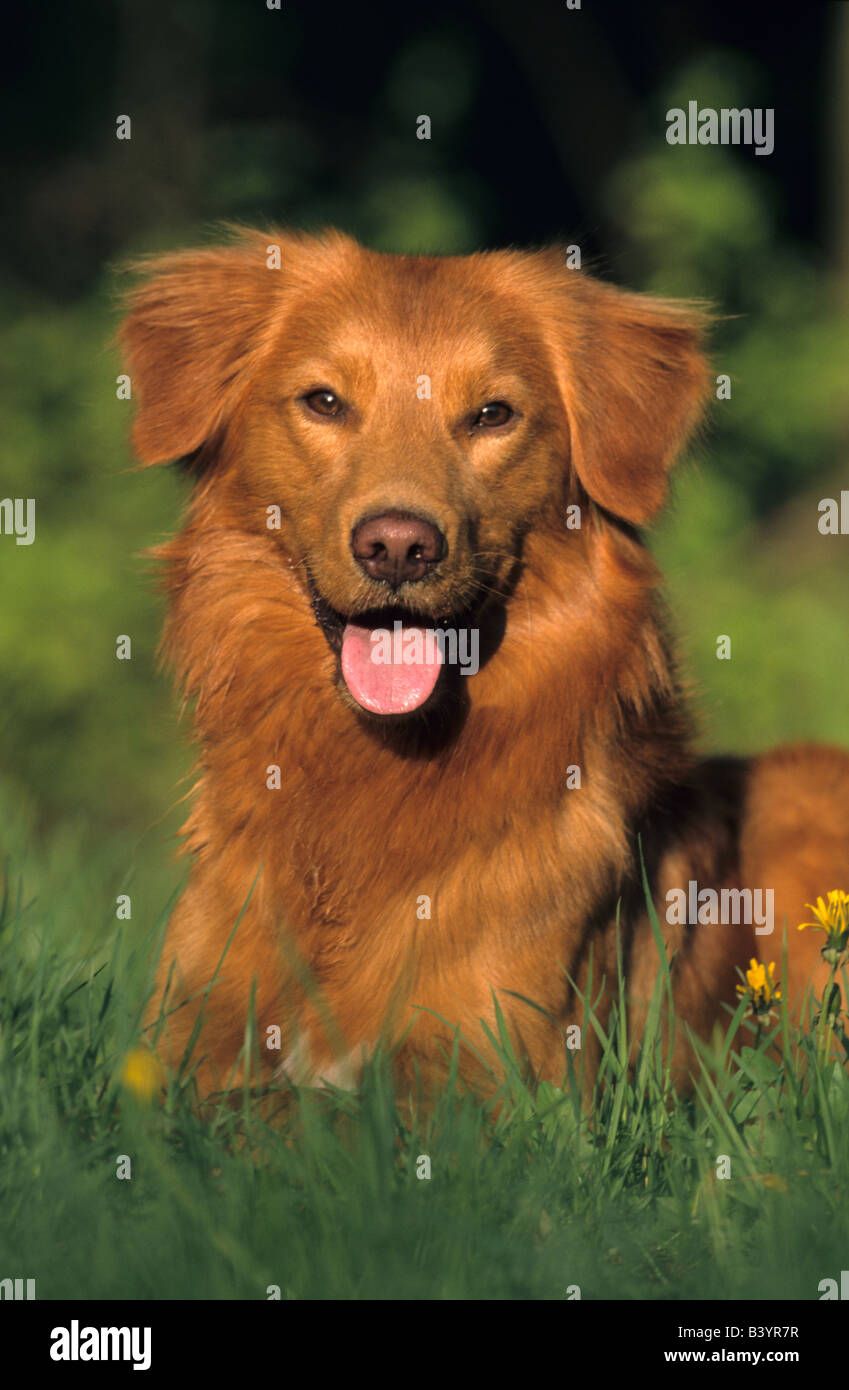 Nova Scotia Duck Tolling Retriever (Canis lupus familiaris) portrait Banque D'Images