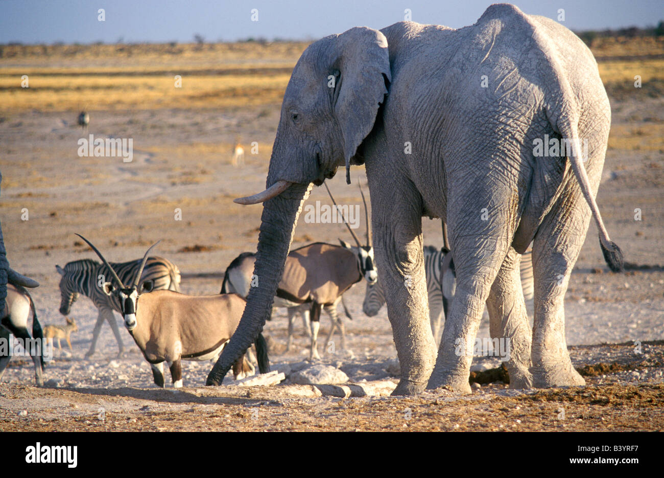 La Namibie, Etosha National Park. Argile recouverte d'eau à l'éléphant Banque D'Images