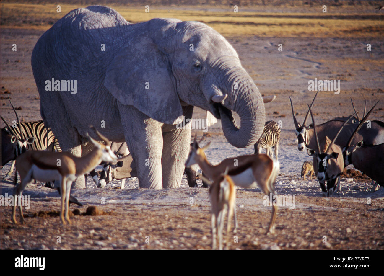 La Namibie, Etosha National Park. Argile recouverte d'eau à l'éléphant Banque D'Images