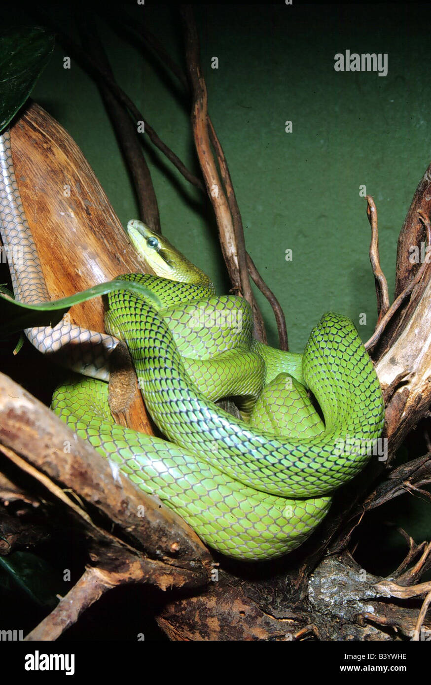 Zoologie / animaux, reptiles, serpents, rouge-queue, la couleuvre obscure vert (Elaphe oxycephala), dans les branches, la convolution distribution : South Banque D'Images