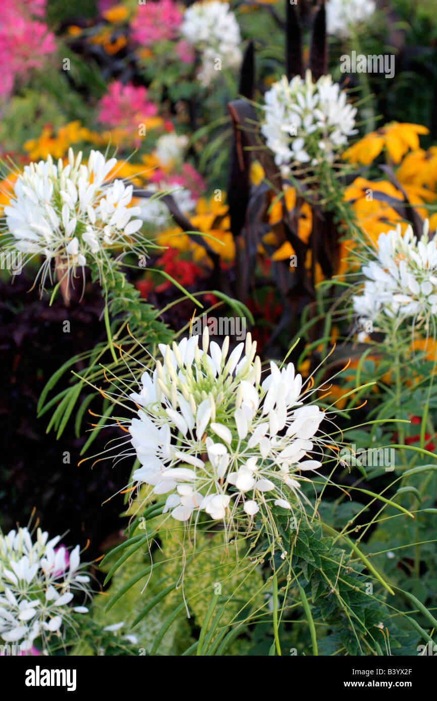Les plantations d'agrément MUNICIPAL À LOCHES INDRE ET LOIRE 37 EN UTILISANT Cleome hassleriana Rudbeckia hirta PÉTUNIA ABUTILON ET PENNISETUM Banque D'Images