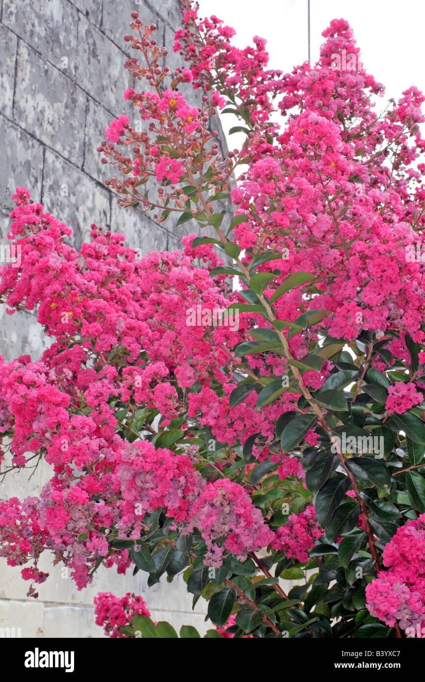 LAGERSTROEMIA INDICA Banque D'Images