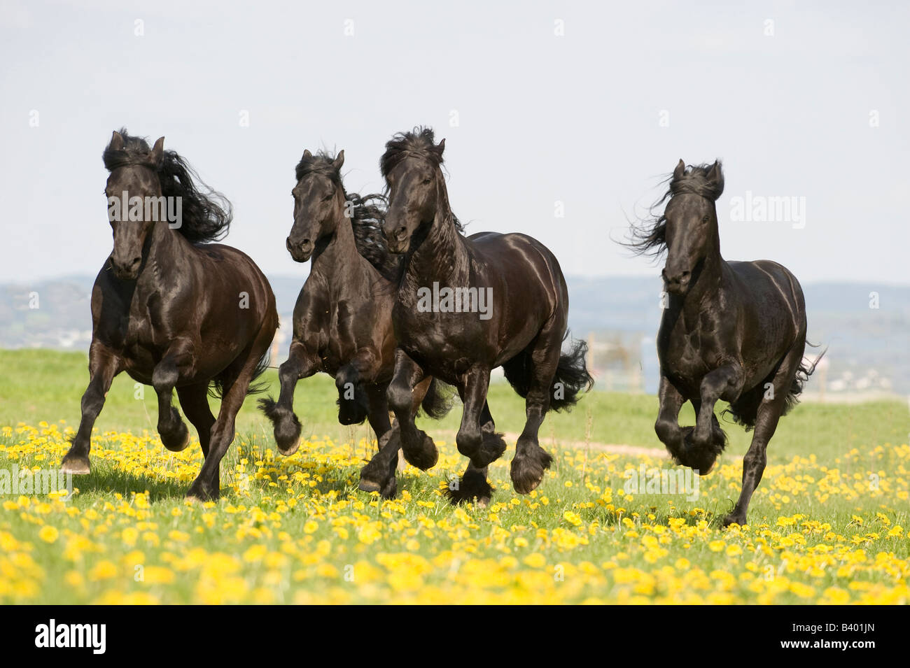Cheval frison (Equus caballus), quatre personnes dans une prairie au galop Banque D'Images