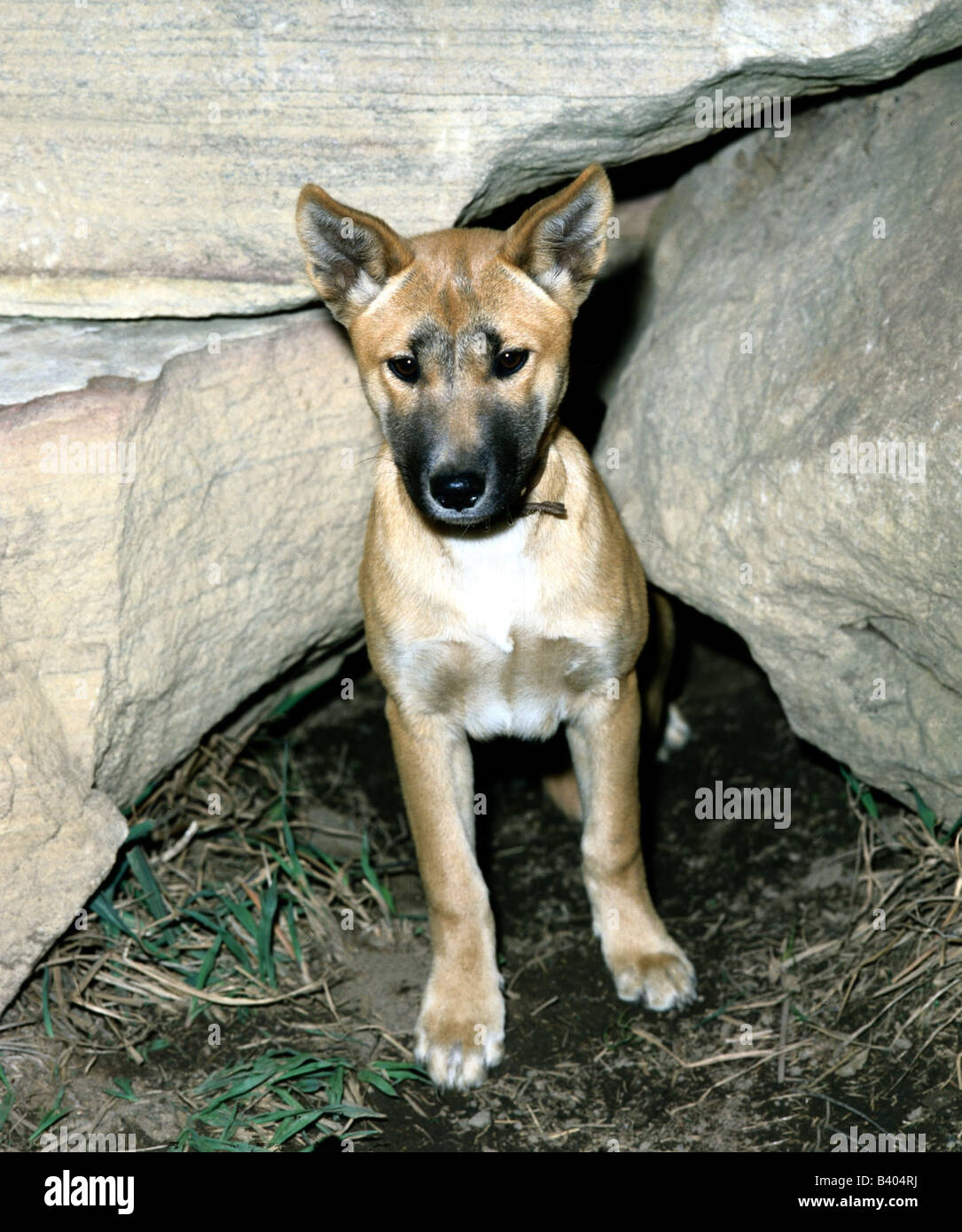 Zoologie / animaux, Mammifères Mammifères /, les chiens (Canis lupus familiaris), lévrier lévrier, australiens, le dingo, le dragonnet assis je Banque D'Images