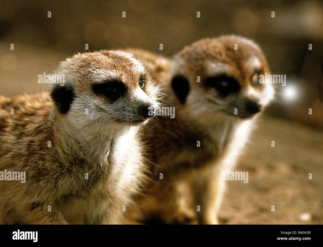 Zoologie / animaux, Mammifères Mammifères /, Meerkat, (Suricata suricatta), deux suricates, distribution : le sud de l'Afrique, des animaux, de l'Herpe Banque D'Images