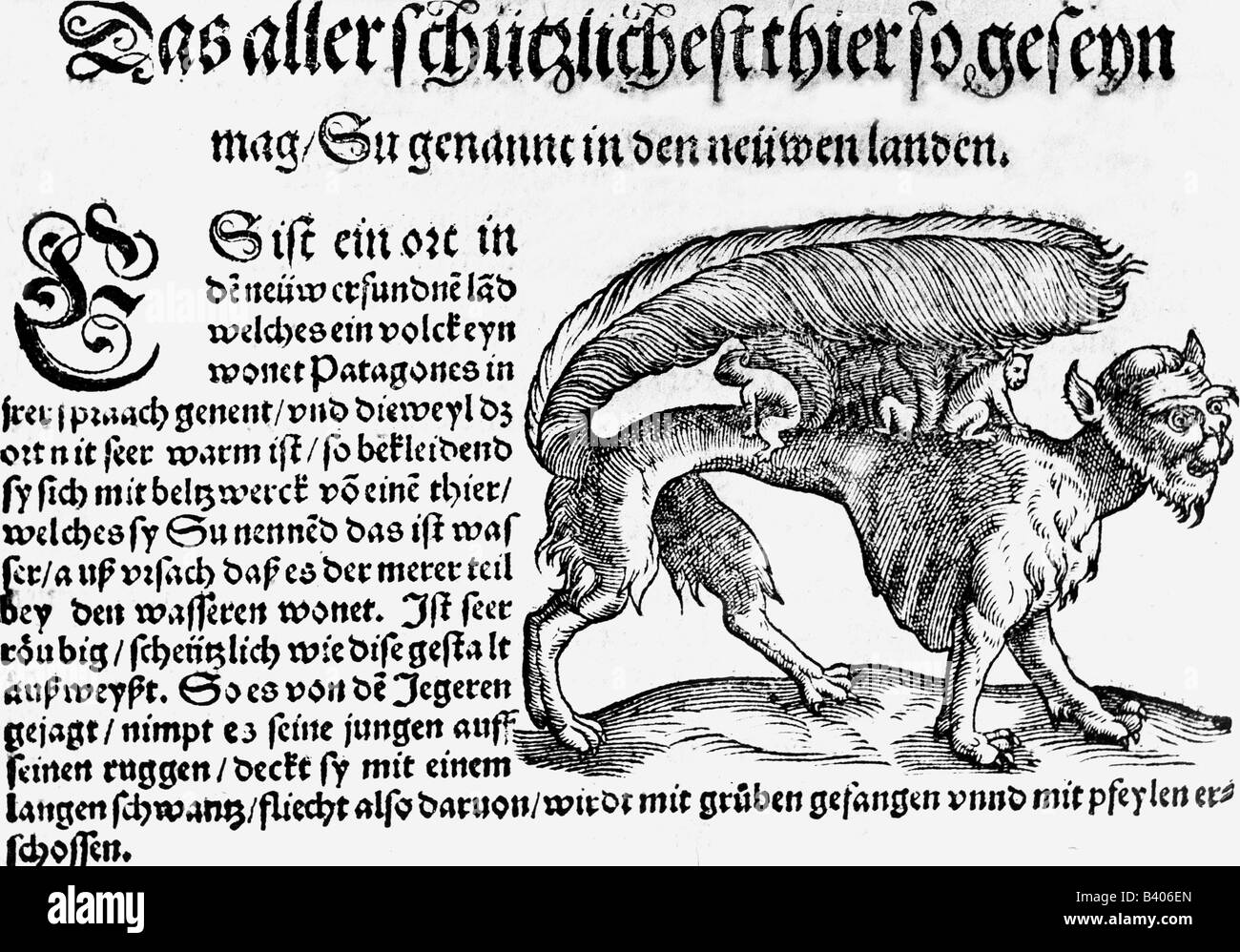 Superstition, créatures mythiques, su de Patagonia, bowoodcut, 'Historia animalium' de Conrad Gesner, premier volume, 'Quadrupedes vivipares', 1551, , Banque D'Images