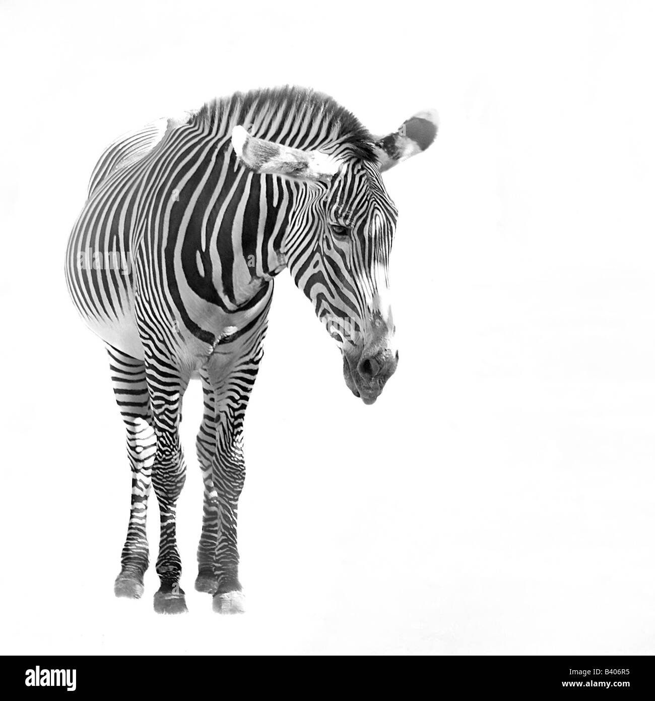 Un zèbre isolé sur fond blanc Banque D'Images