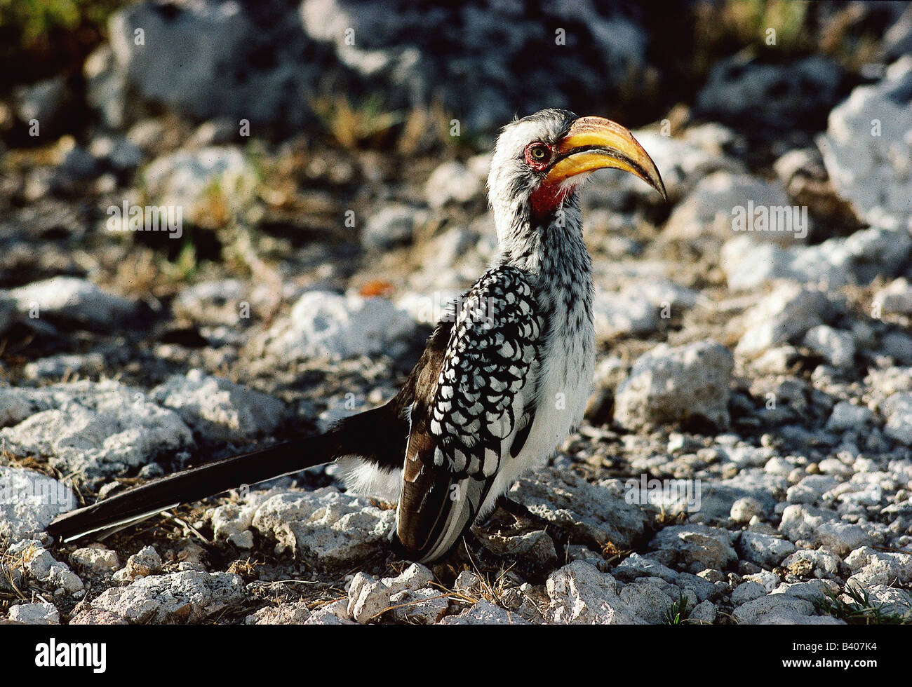 Zoologie Animaux Oiseaux Aviaire De Lest Calao à Bec