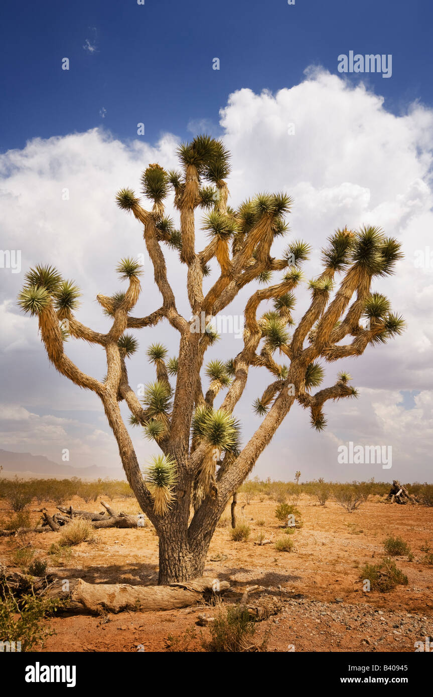 Joshua Tree (Yucca brevifolia) dans Mohave Comté, Arizona, USA. Banque D'Images