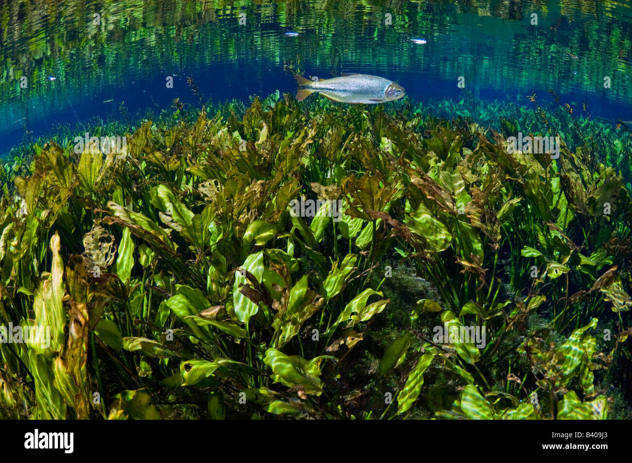 Feuilles de plantain d'eau riches broussailles Echinodorus macrophyllus photographiés dans un ressort dans le Mato Grosso do Sul, Brésil Banque D'Images