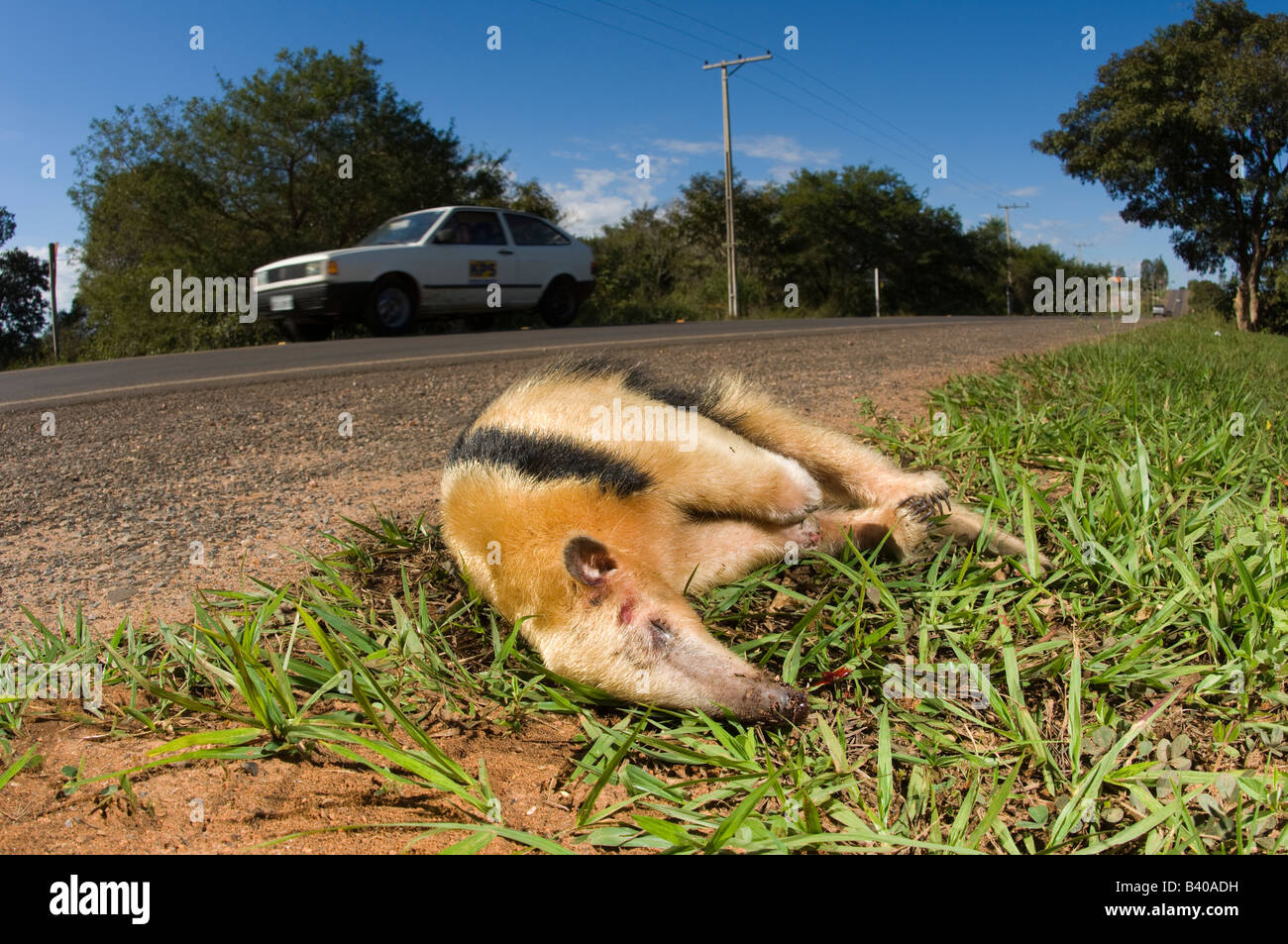 Collier nain ou tamanoir Tamandua tetradactyla tué par une voiture dans le Mato Grosso do Sul, Brésil Banque D'Images