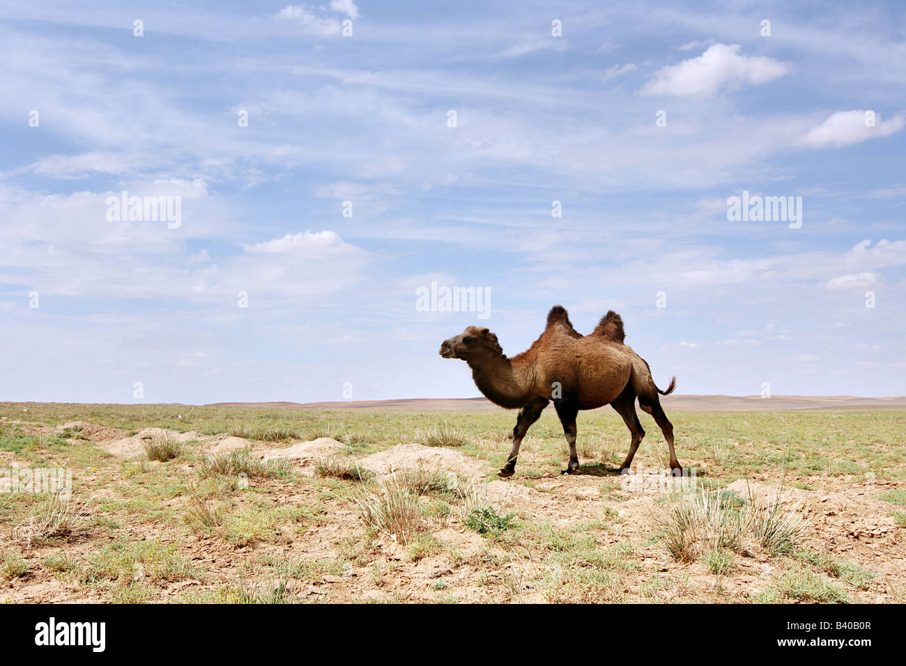 Un chameau dans le désert de Gobi de Mongolie Banque D'Images