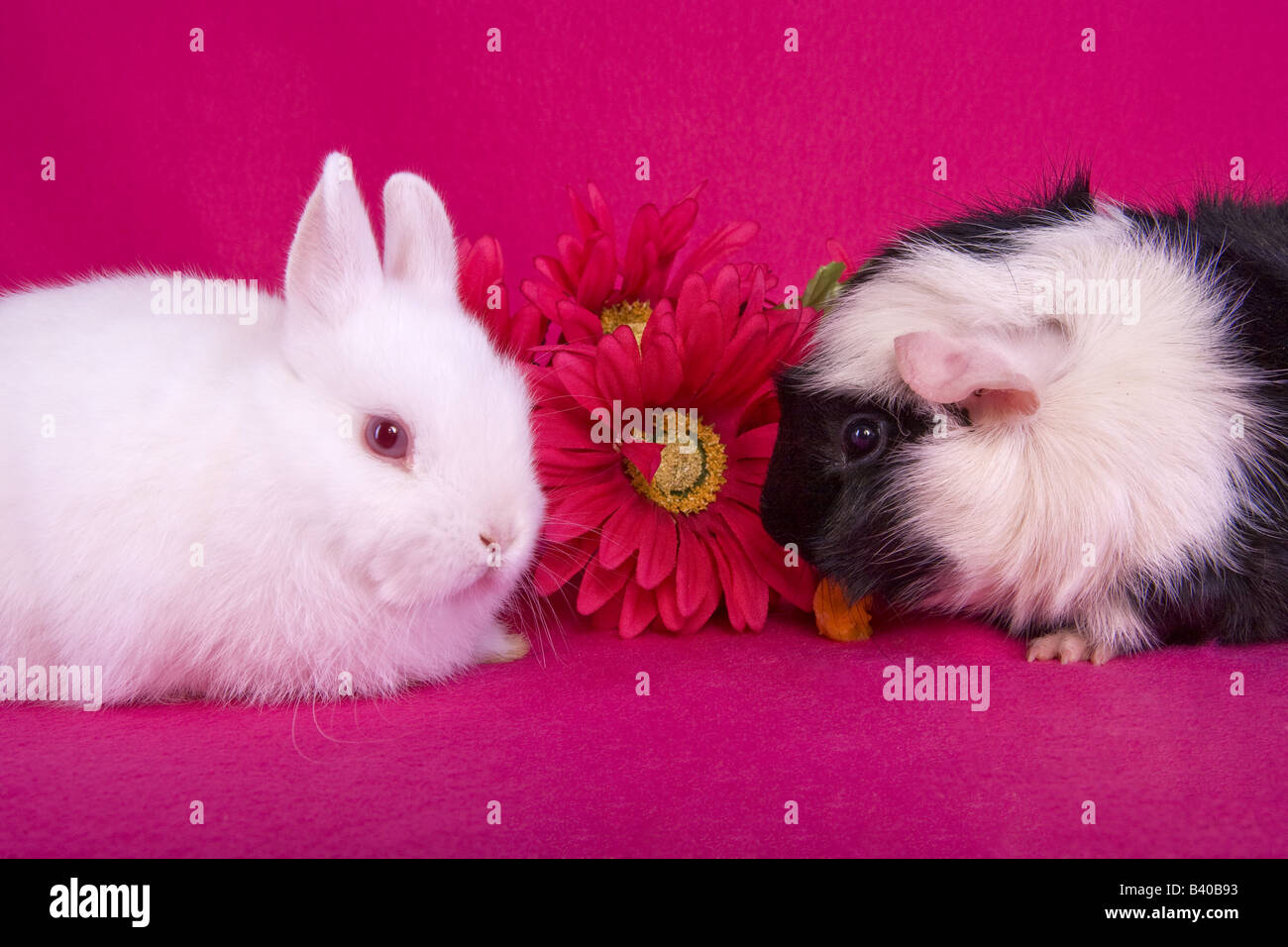 Mignon Bebe Blanc Lapin Nain Neerlandais Et En Noir Et Blanc Cochon D Abbysinian Avec Des Fleurs Roses Sur Fond Rose Chaud Photo Stock Alamy Mignon Bebe Blanc Lapin Nain Neerlandais Et En Noir Et Blanc Cochon D Abbysinian Avec Des Fleurs Roses Sur Fond Rose Chaud Photo Stock Alamy