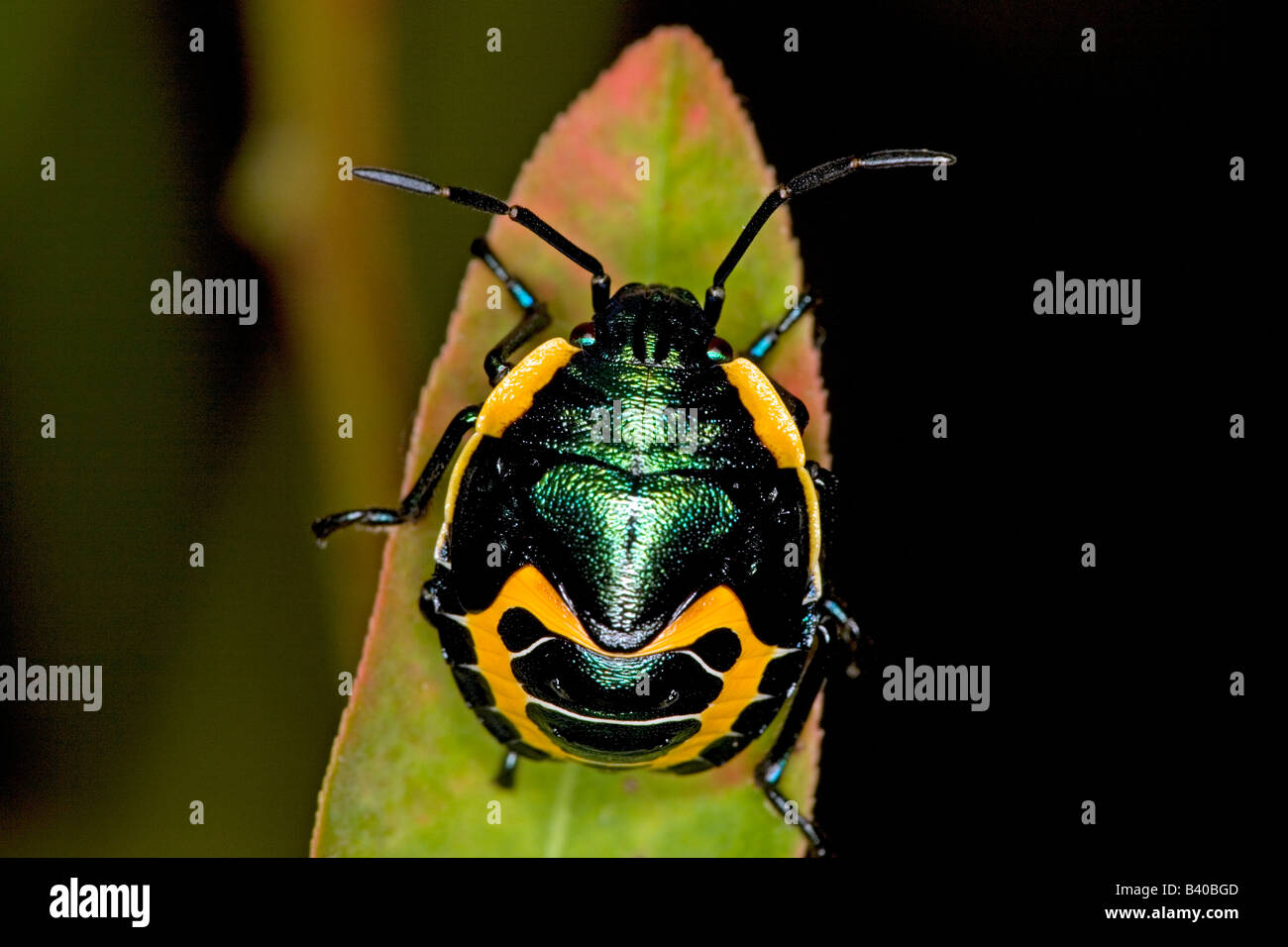 Jewel beetle (famille) photographié sur la côte sud de la Nouvelle-Galles du Sud, Australie. Banque D'Images