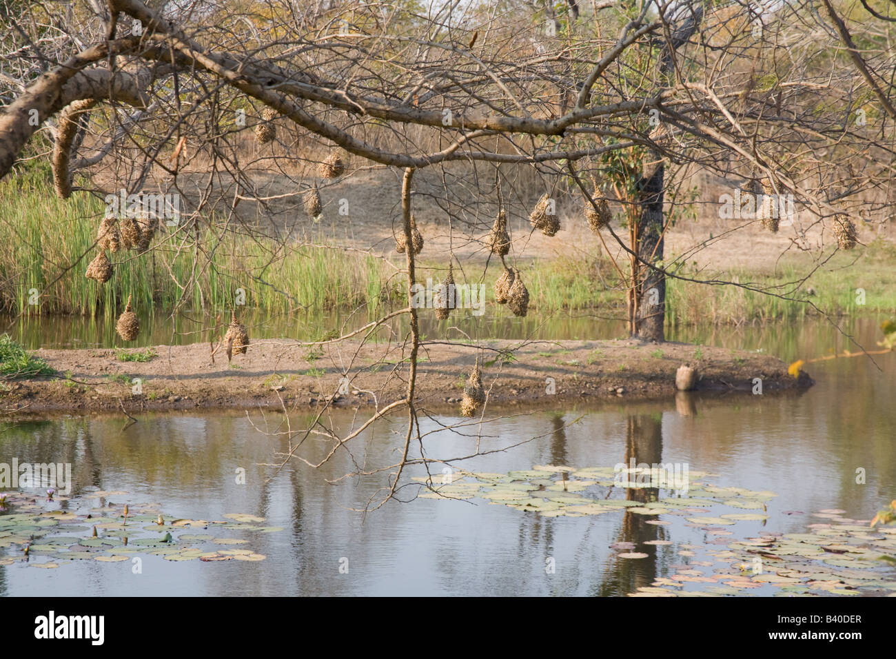 Weaver birds nest Livingstone Zambie Afrique du Zambèze Banque D'Images
