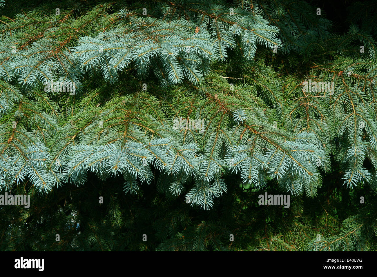La nouvelle croissance de l'épinette bleue Tree ( Picea pungens ) Amérique du Nord Banque D'Images